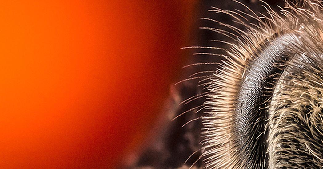 TED2015: The first 31 days of a bee’s life