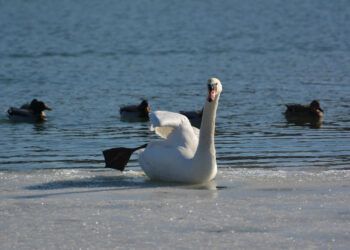 Mediji o naši peticiji za labode
