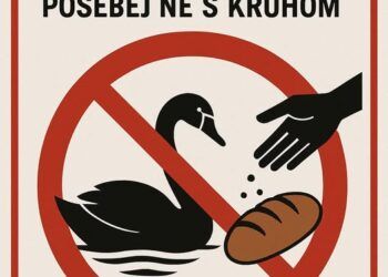 “Hranjenje labodov prepovedano!”
