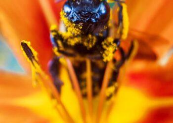 Slovenski znanstveniki o divjih opraševalcih