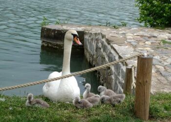 Kmalu 1000 podpisnikov peticije