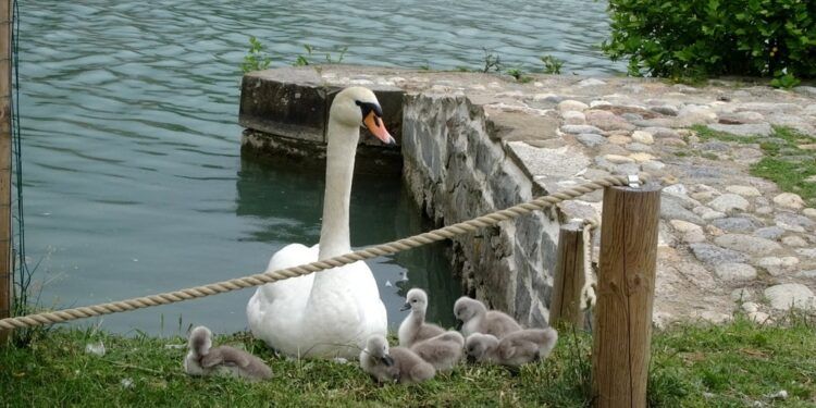 Kmalu 1000 podpisnikov peticije