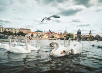 (PETICIJA) Zgledna sobivanja labodov in ljudi