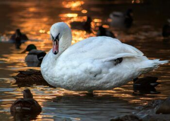 10 mitov in resnic o labodih