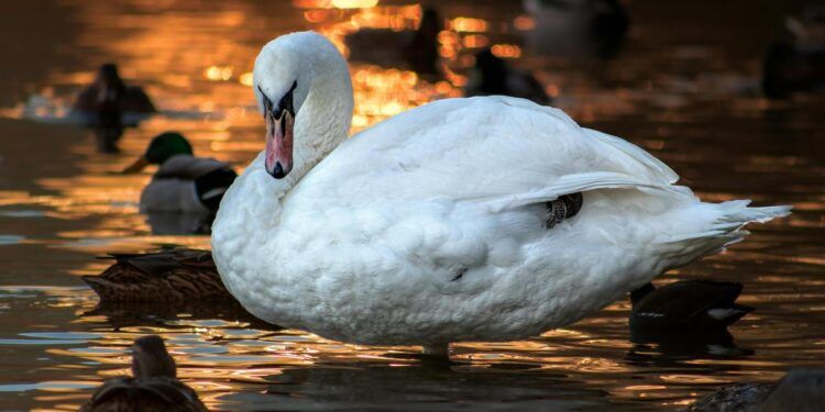 10 mitov in resnic o labodih
