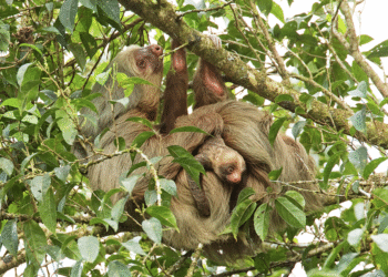 Rjavogrli lenivec (Bradypus variegatus) razstavljen turistom v Manausu v Amazoniji. Slika je last Neila D'Cruzeja