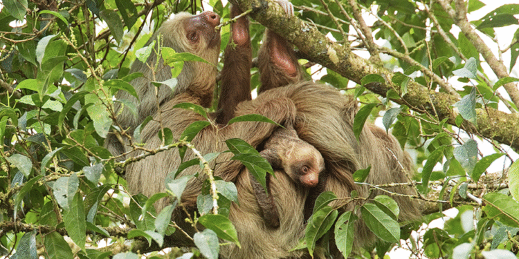 Rjavogrli lenivec (Bradypus variegatus) razstavljen turistom v Manausu v Amazoniji. Slika je last Neila D'Cruzeja