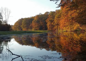 Za obnovo rečnih in obrečnih habitatov Mure in Drave nova evropska sredstva