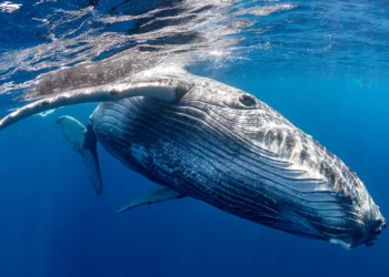 Zmage za podnebje in naravo v 2024