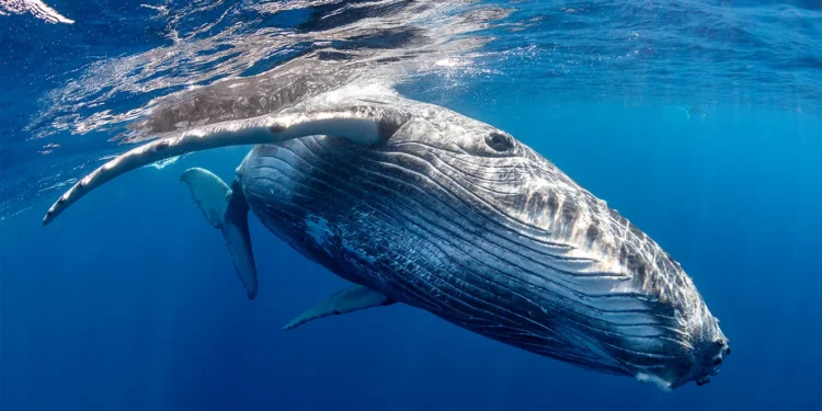 Zmage za podnebje in naravo v 2024