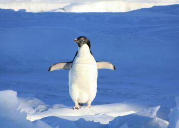 Grozi nam kolaps oceanskega kroženja 