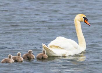 (PETICIJA) Za sobivanje človeka in laboda