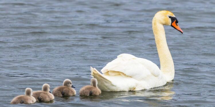 (PETICIJA) Za sobivanje človeka in laboda