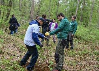 [Maribor24] Betnavski gozd je bogatejši za kar 40 medovitih dreves