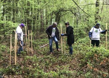 [Maribor Info] V Betnavskem gozdu za pašo čebel posadili 40 medovitih dreves