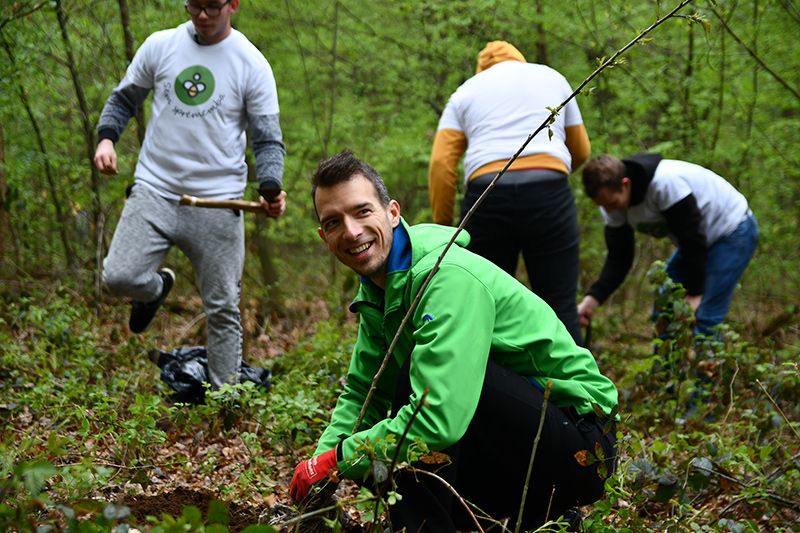 Sajenje medovitih dreves v Betnavskem gozdu