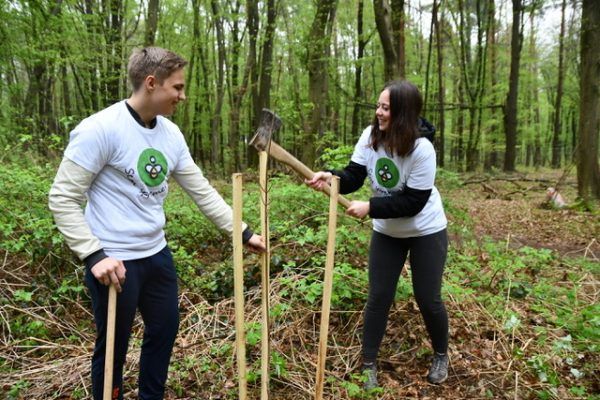 sajenje-medovitih-dreves3851