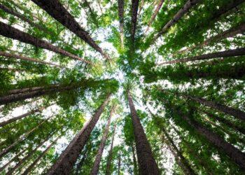 Prenova turizma s popolnim fokusom na naravo in živali